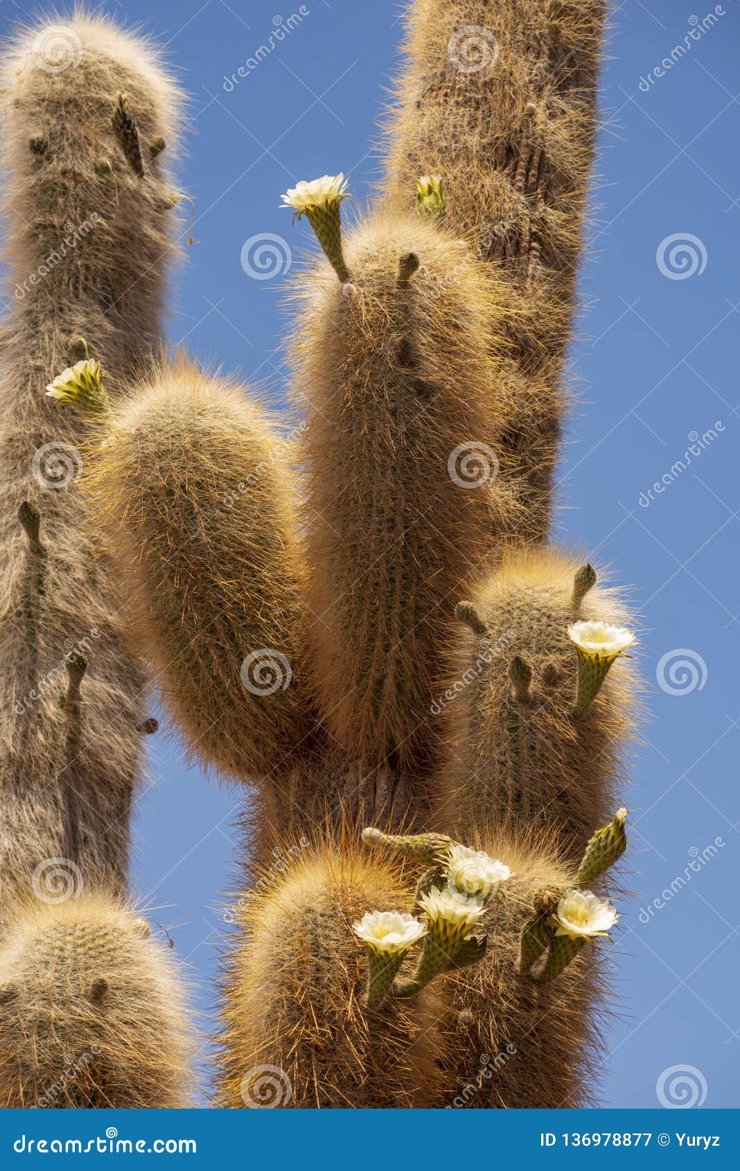 Huge cactus plant stock image. Image of inkahuasi, plant - 136978877