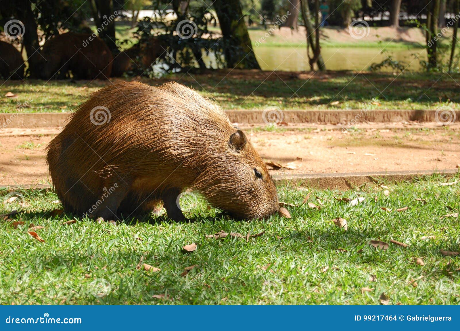 huge animal eating grass