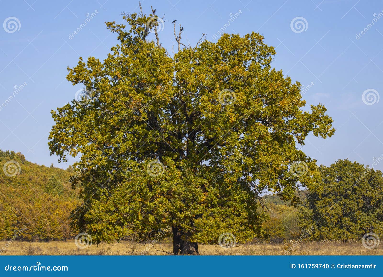 Huge Centennial Oak Tree on a Field Stock Photo - Image of scenery