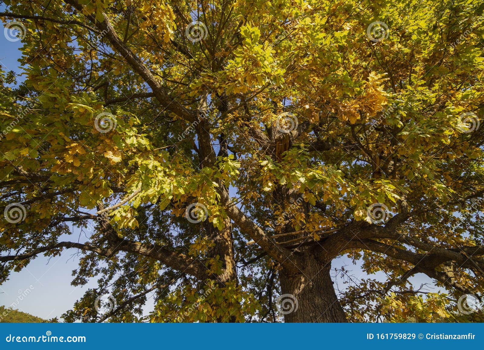Huge Centennial Oak Tree on a Field Stock Image - Image of branch