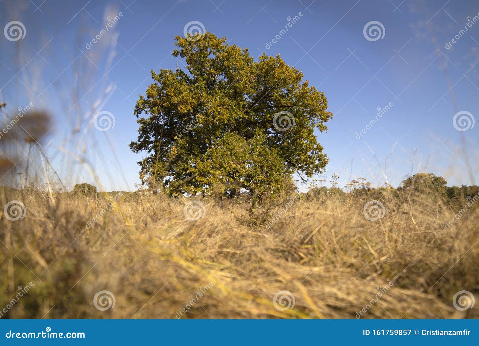 Huge Centennial Oak Tree on a Field Stock Image - Image of beautiful
