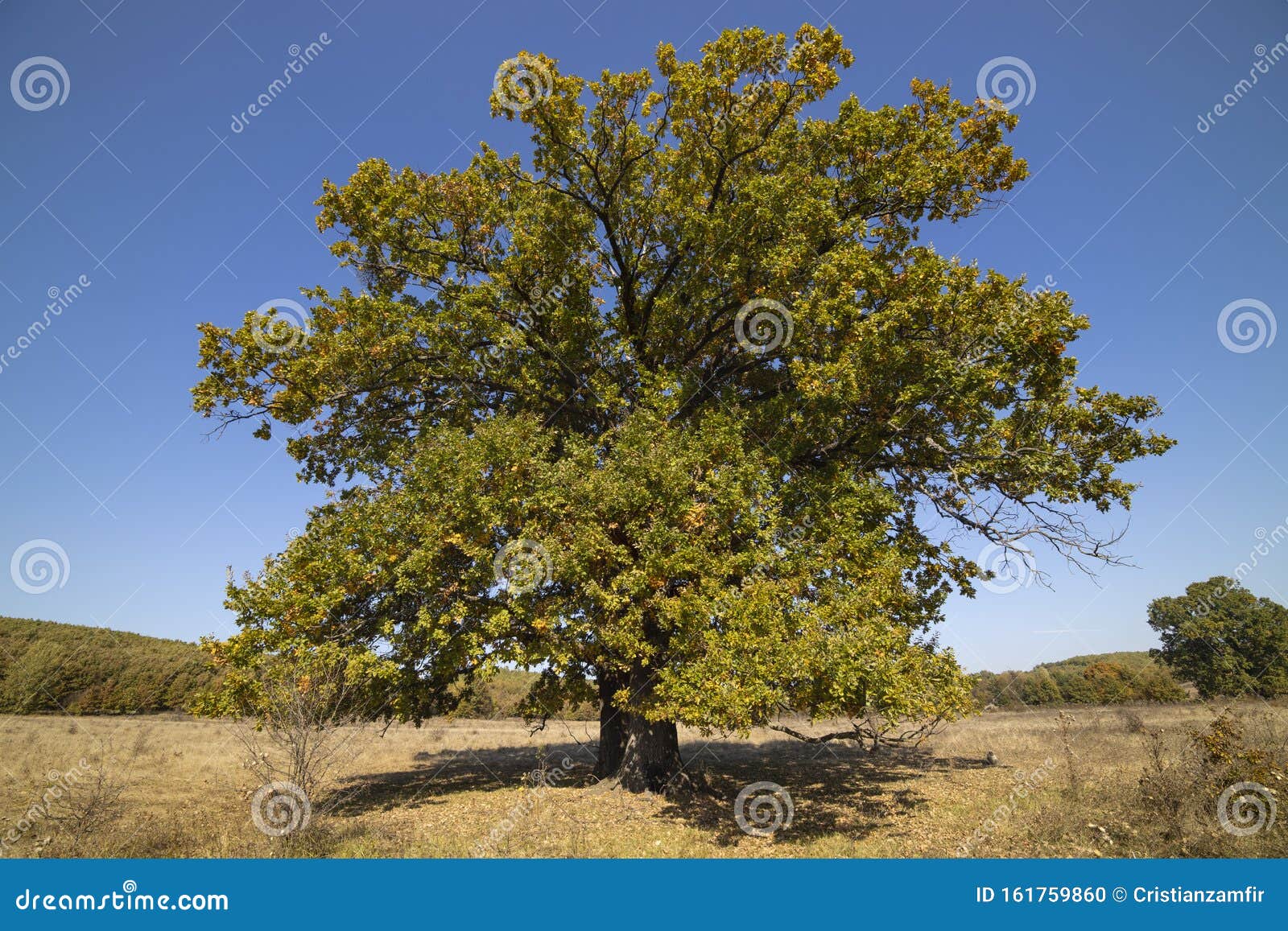 Huge Centennial Oak Tree on a Field Stock Photo - Image of branch