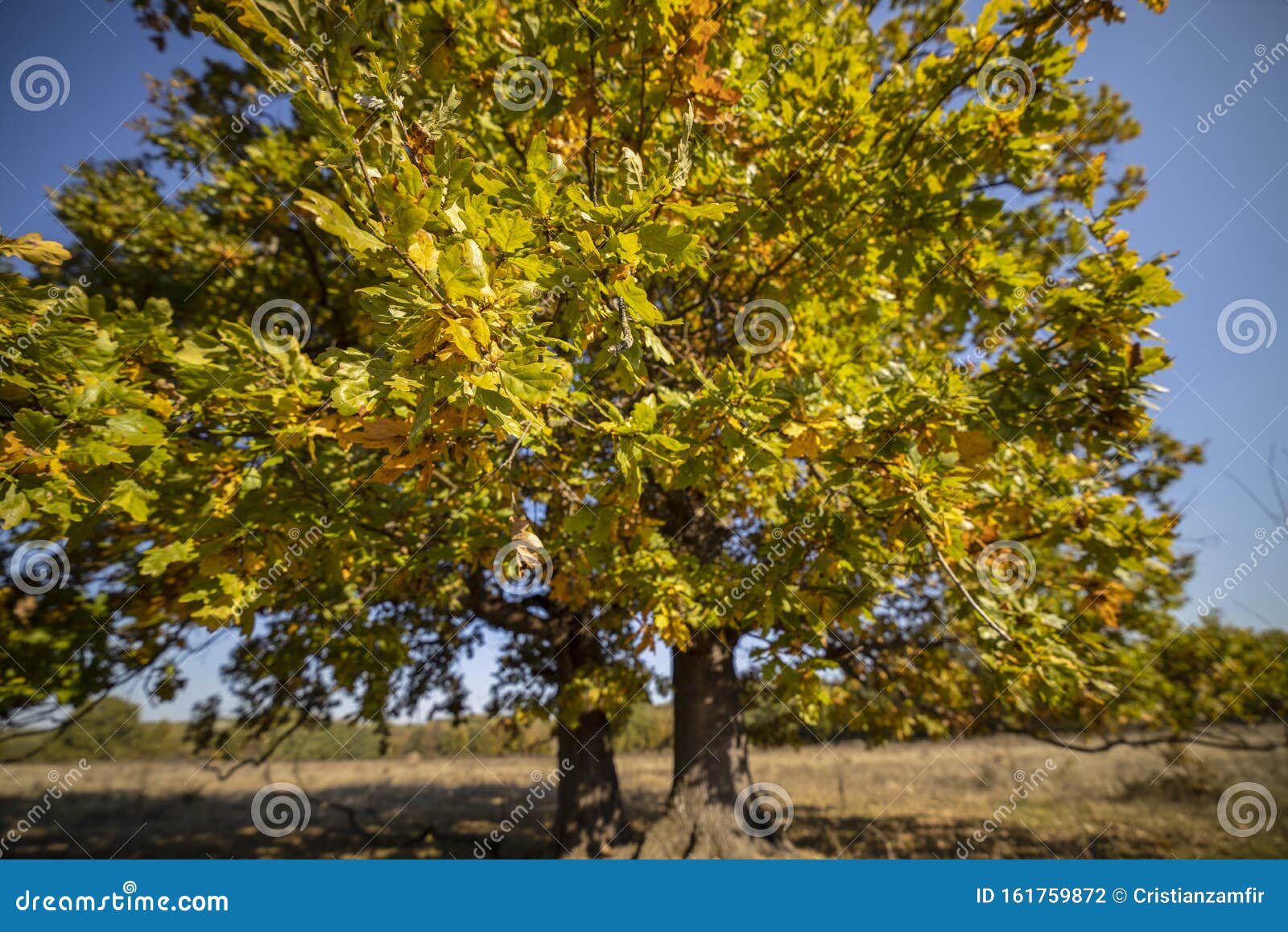 Huge Centennial Oak Tree on a Field Stock Photo - Image of color
