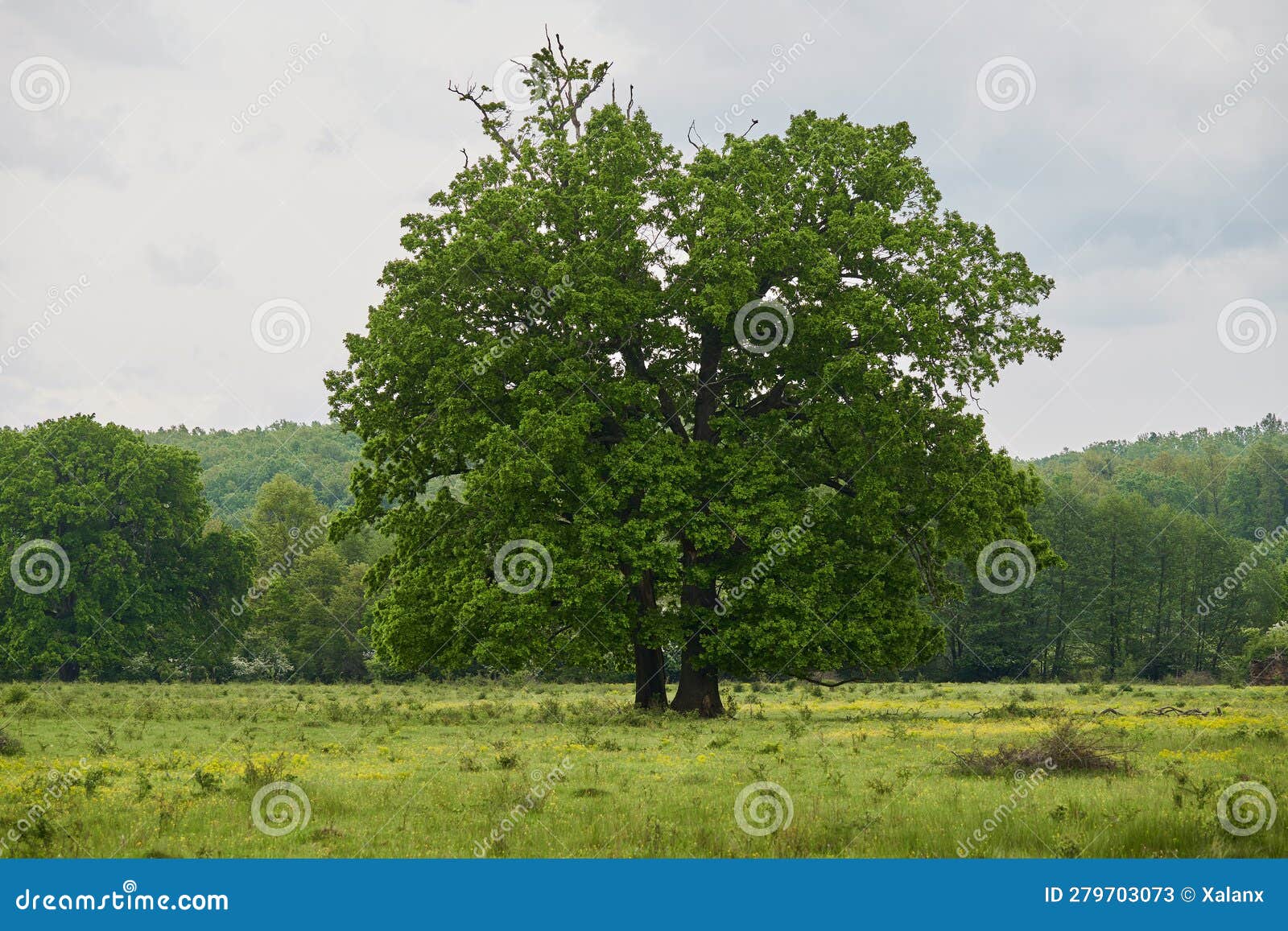 Huge centennial oak stock image. Image of growth, environment - 279703073