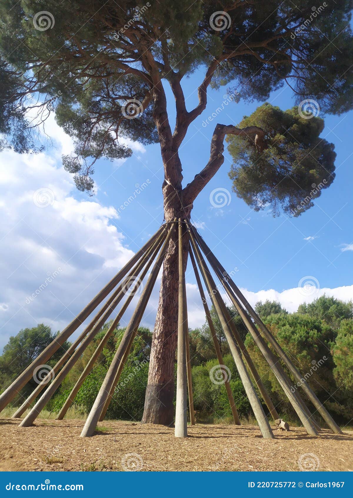 huge centennial pine spun with planks to prevent it from falling.