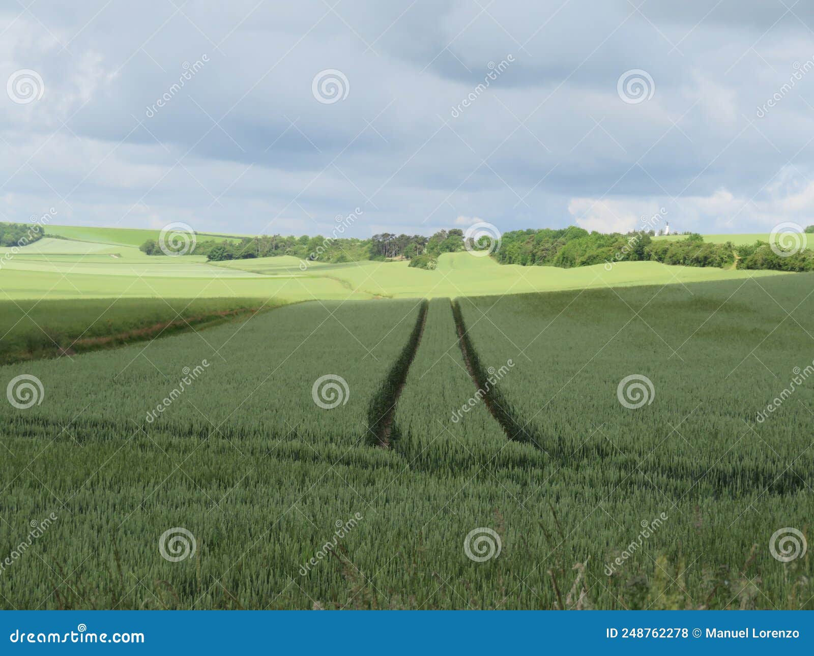 huge cereal fields crops landscapes spring agriculture