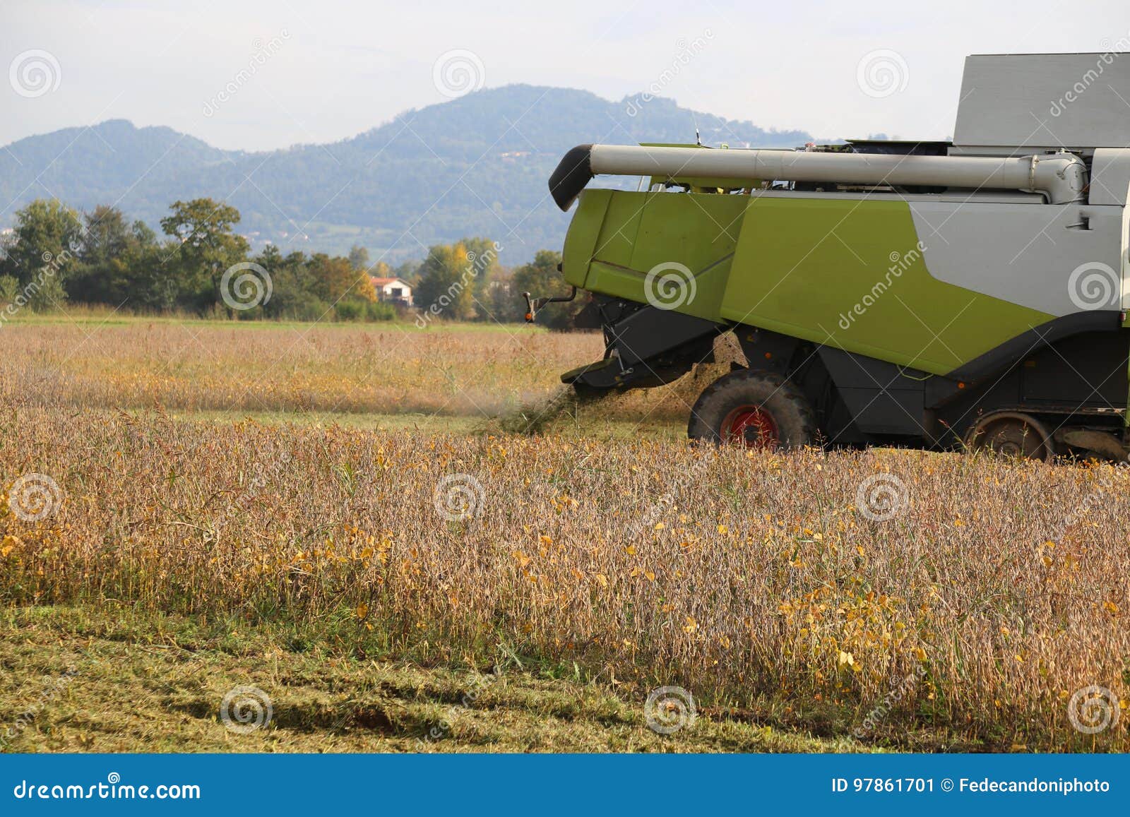 huge combine harvesting during cereal harvesting in the cultivat