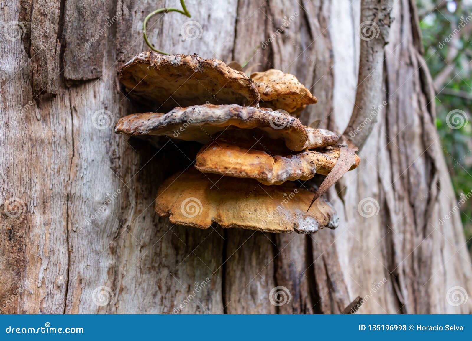 A Huge Comentible Mushroom Growing on the Side of a Tree Stock Photo