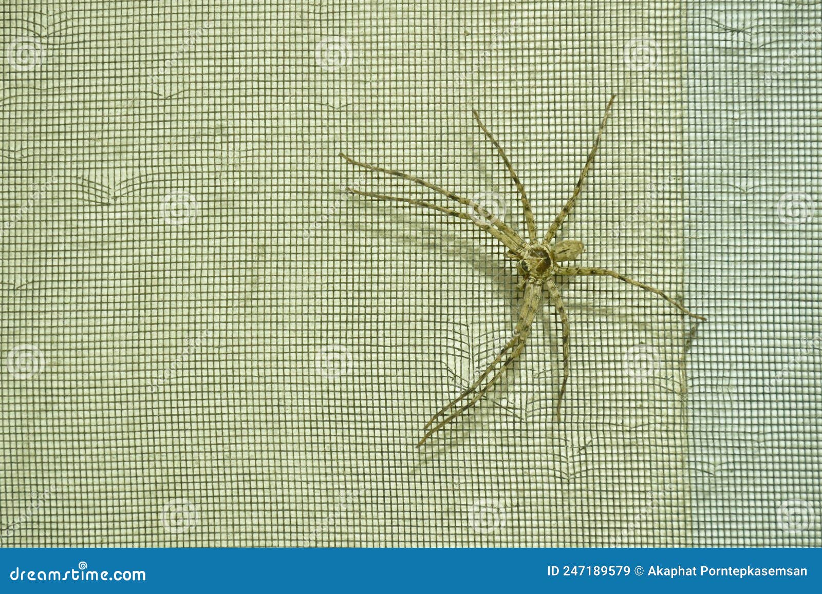 huge common huntsman spider crawling on scratch home net wall in night