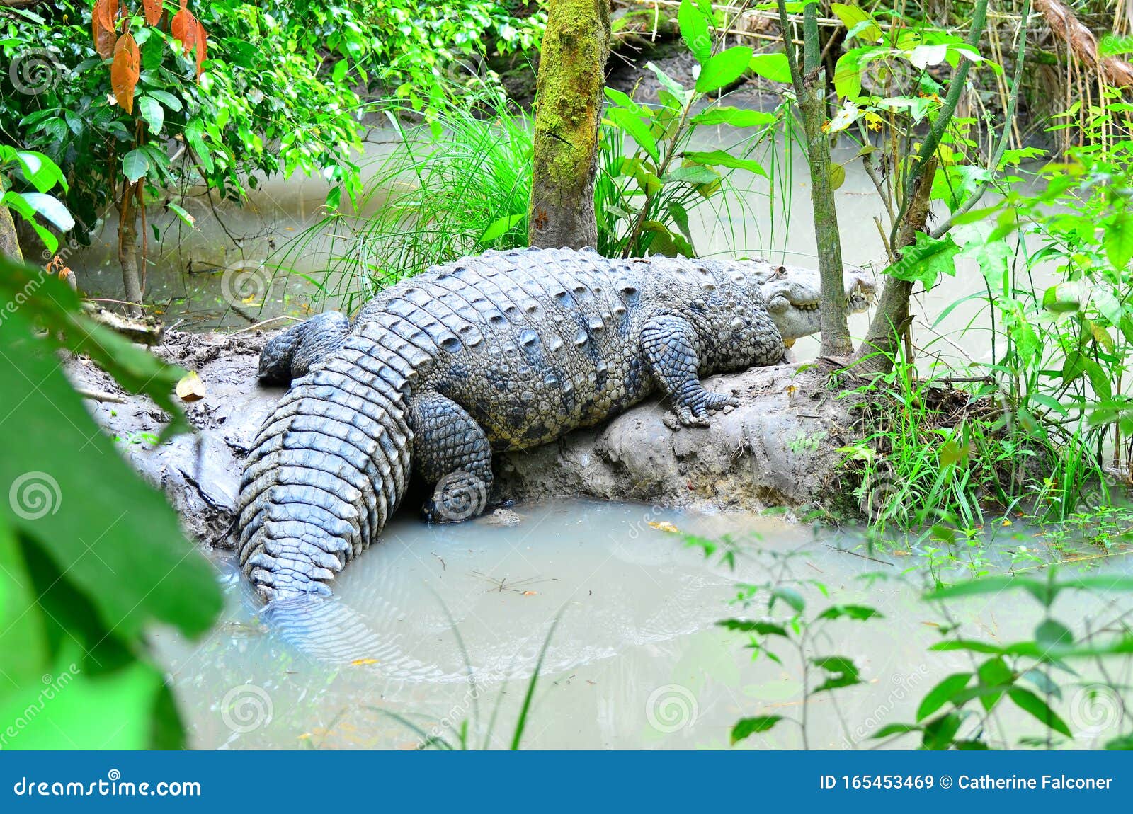 enormous crocodile belize zoo