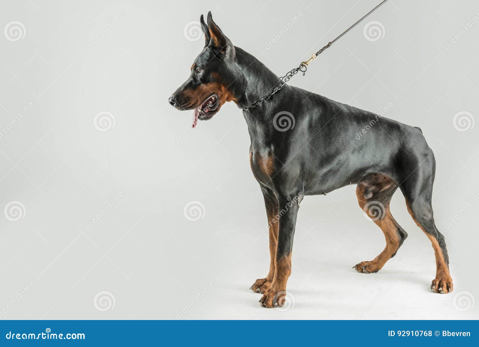 huge doberman pinscher