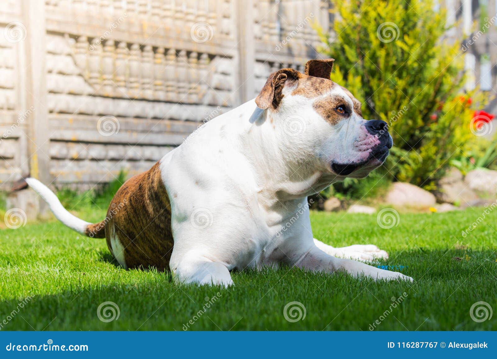 Huge Dog Guarding House American Bulldog On Backyard Stock Image huge-dog-guarding-house-american-bulldog-on-backyard-stock-image