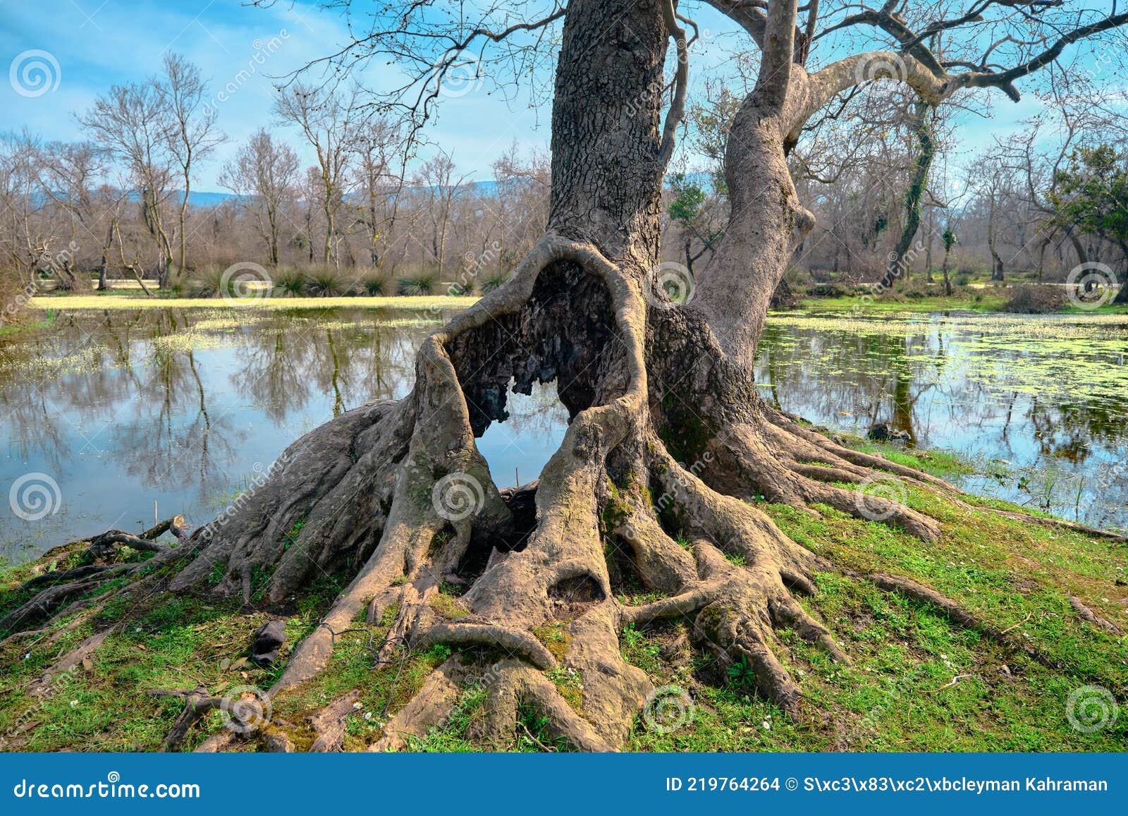 huge, dried and withered tree in flood plain longoz ormani forest