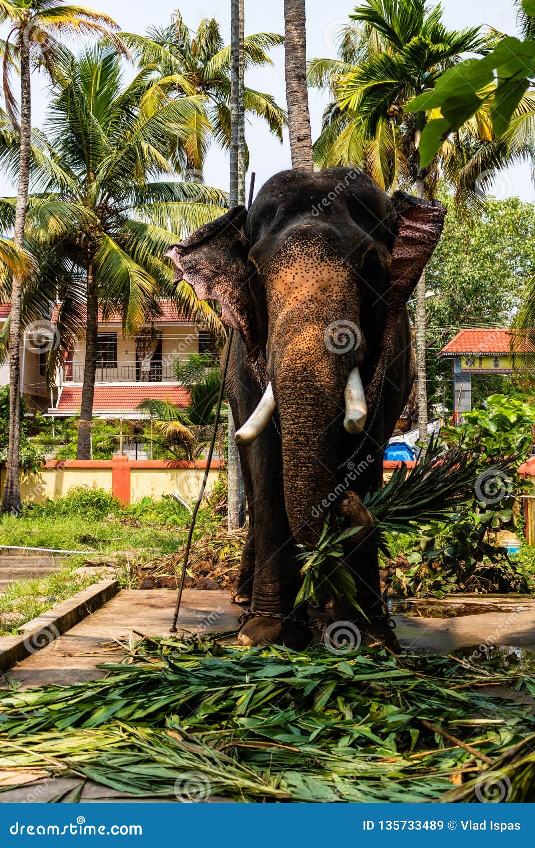 Huge Elephant Eating. Elephant Held in Chains Stock Image Biology Diagrams