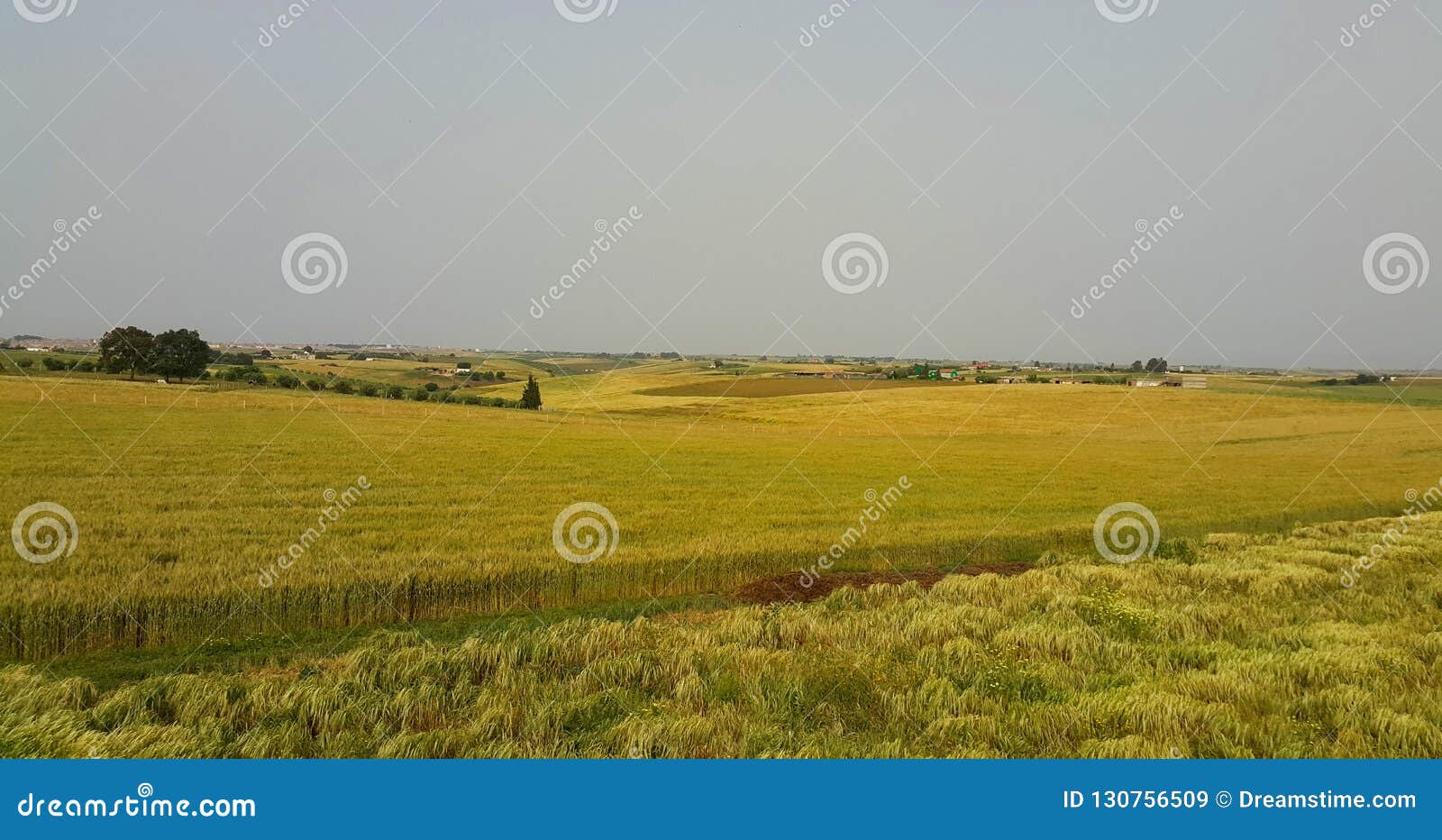Farm in morocco stock image. Image of farm, farming 130756509