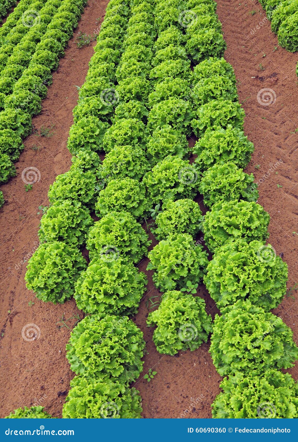 Huge Field of Green Lettuce in Summer Stock Photo Image of lettuce