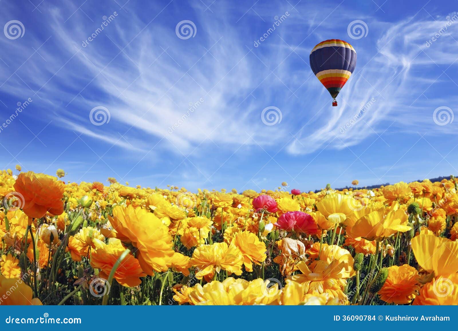 The Huge Field of White and Orange Buttercups Stock Photo - Image of ...