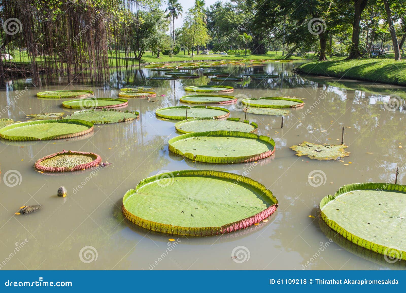 Huge floating lotus stock photo. Image of spring, swamp 61109218