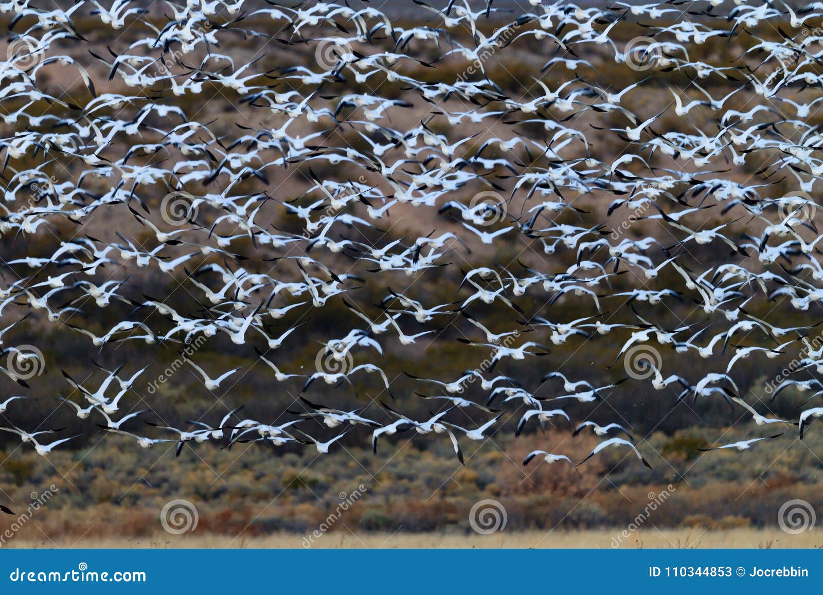 huge flock of white snow geese take flight in bosque del apache