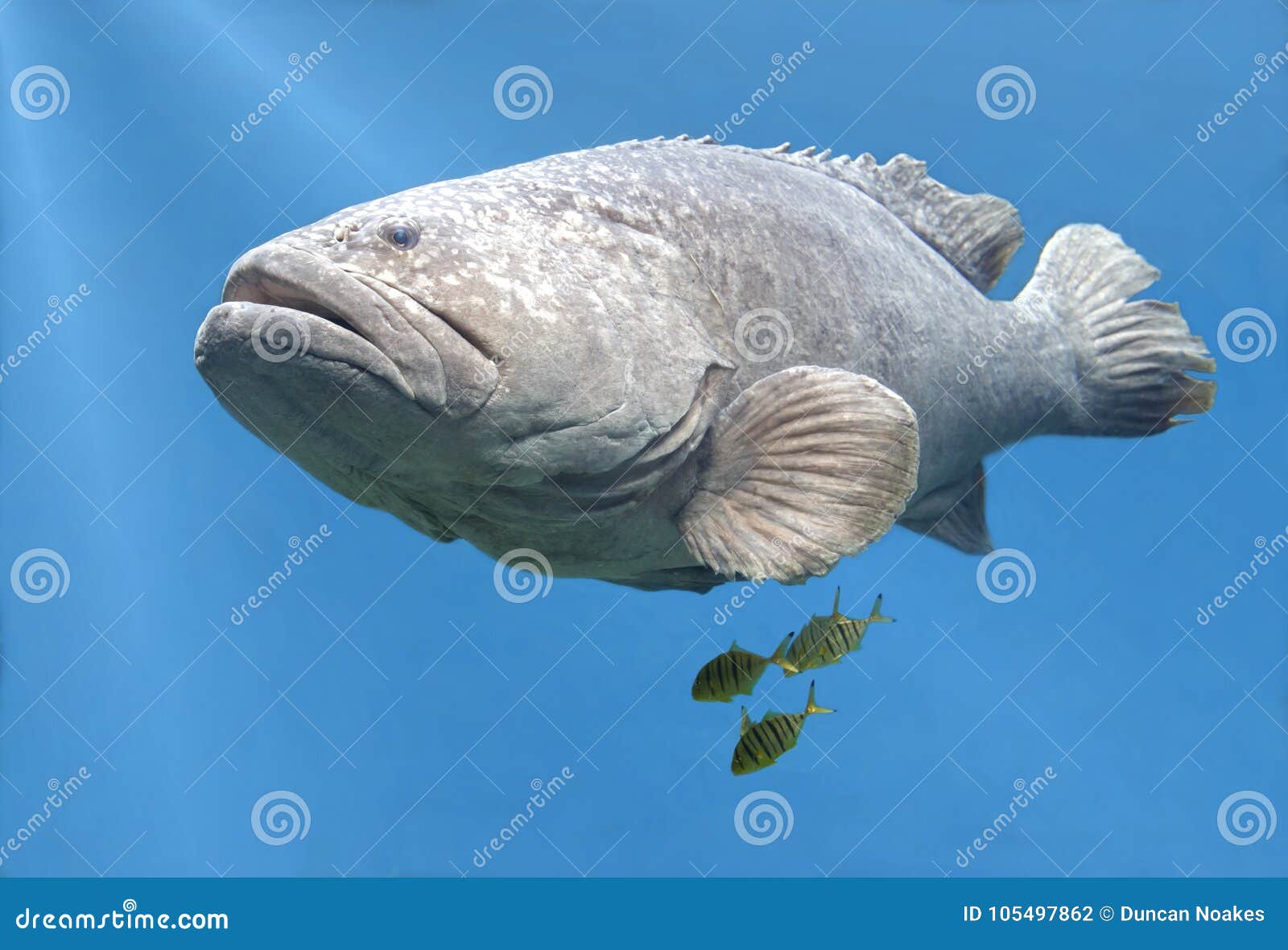 goliath grouper fish swimming