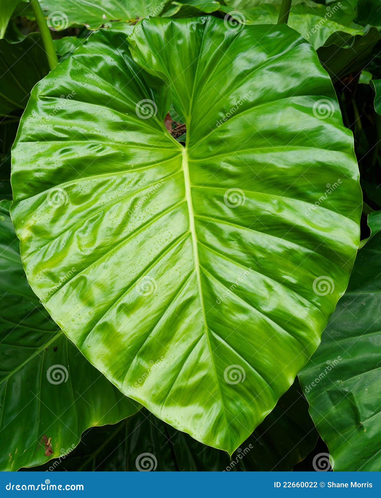 Huge Green Elephant Ear Leaf Stock Photo Image of green, nature 22660022