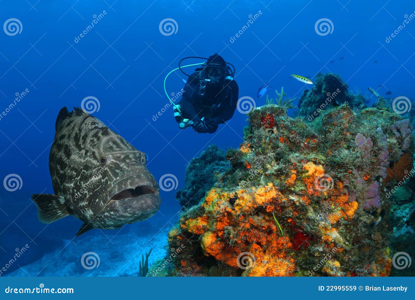 huge grouper and scuba diver