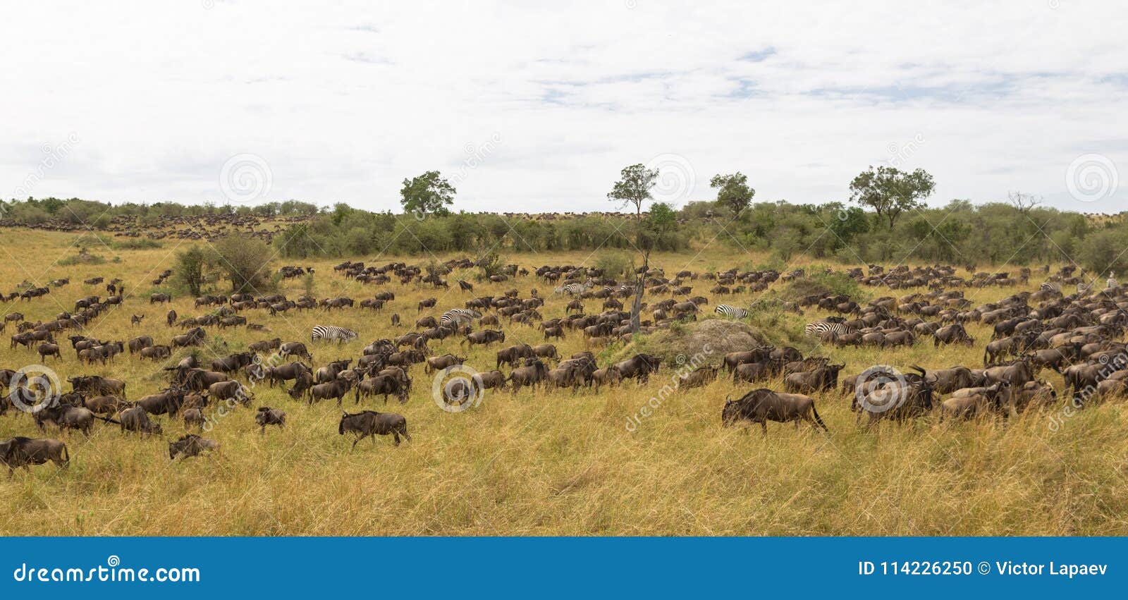 huge herds of ungulates. great migration of kenya, africa