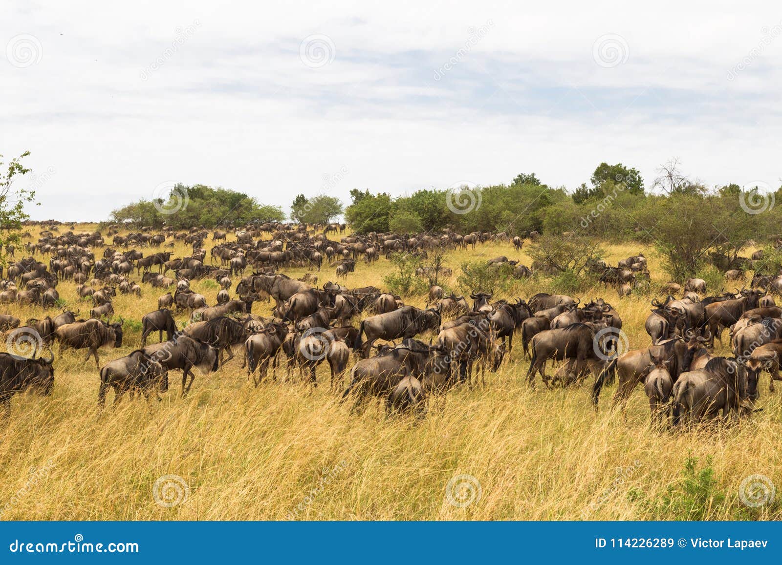 huge herds of ungulates. savannah of masai mara. kenya, africa