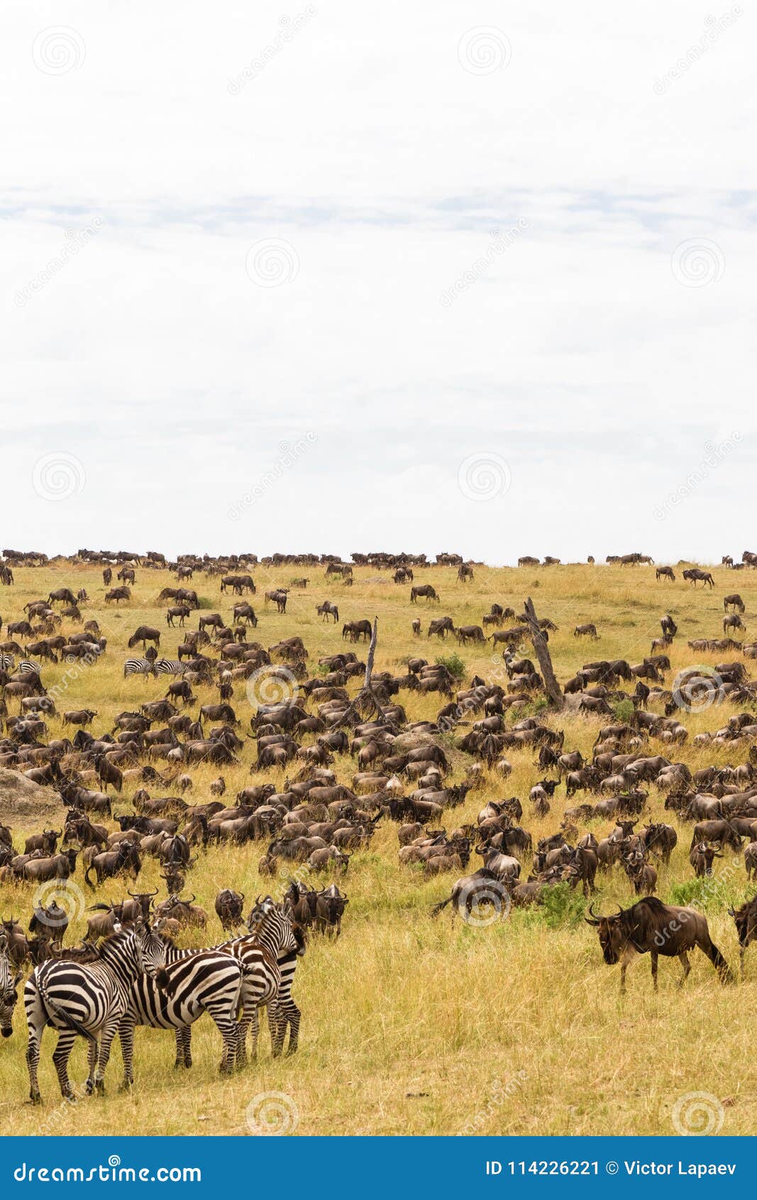 huge herds of ungulates on the serengeti plains. kenya, africa