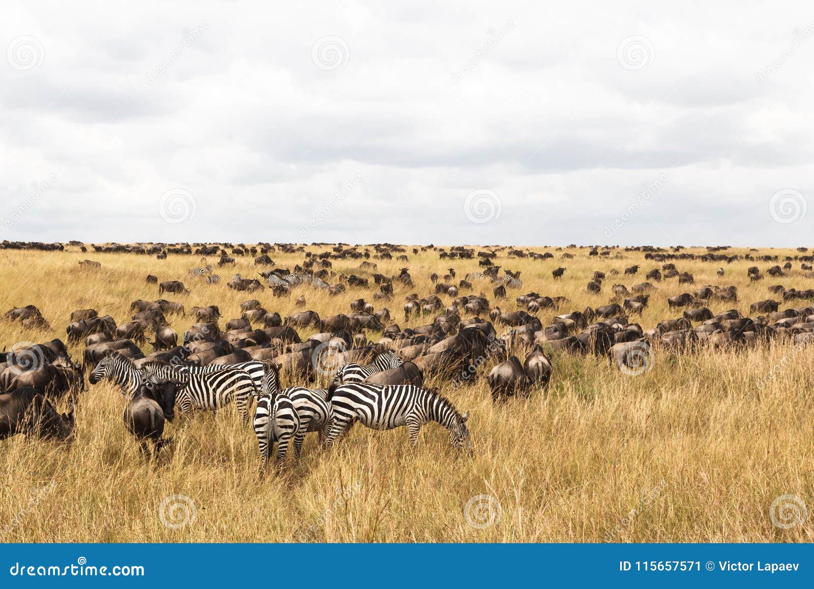 huge herds of ungulates on the serengeti plains. masai mara savanna. kenya, africa