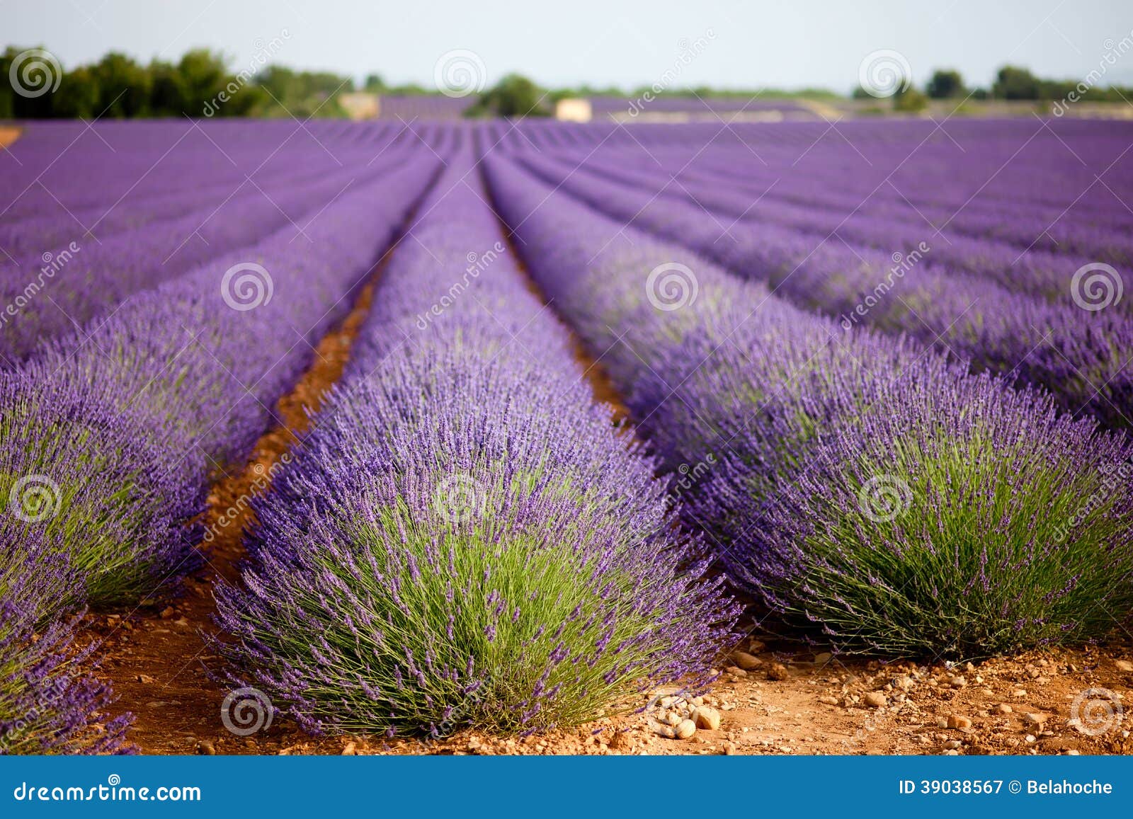 huge lavender field in vaucluse, provence, france.