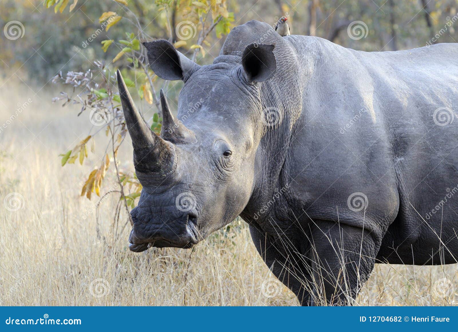 huge male rhino