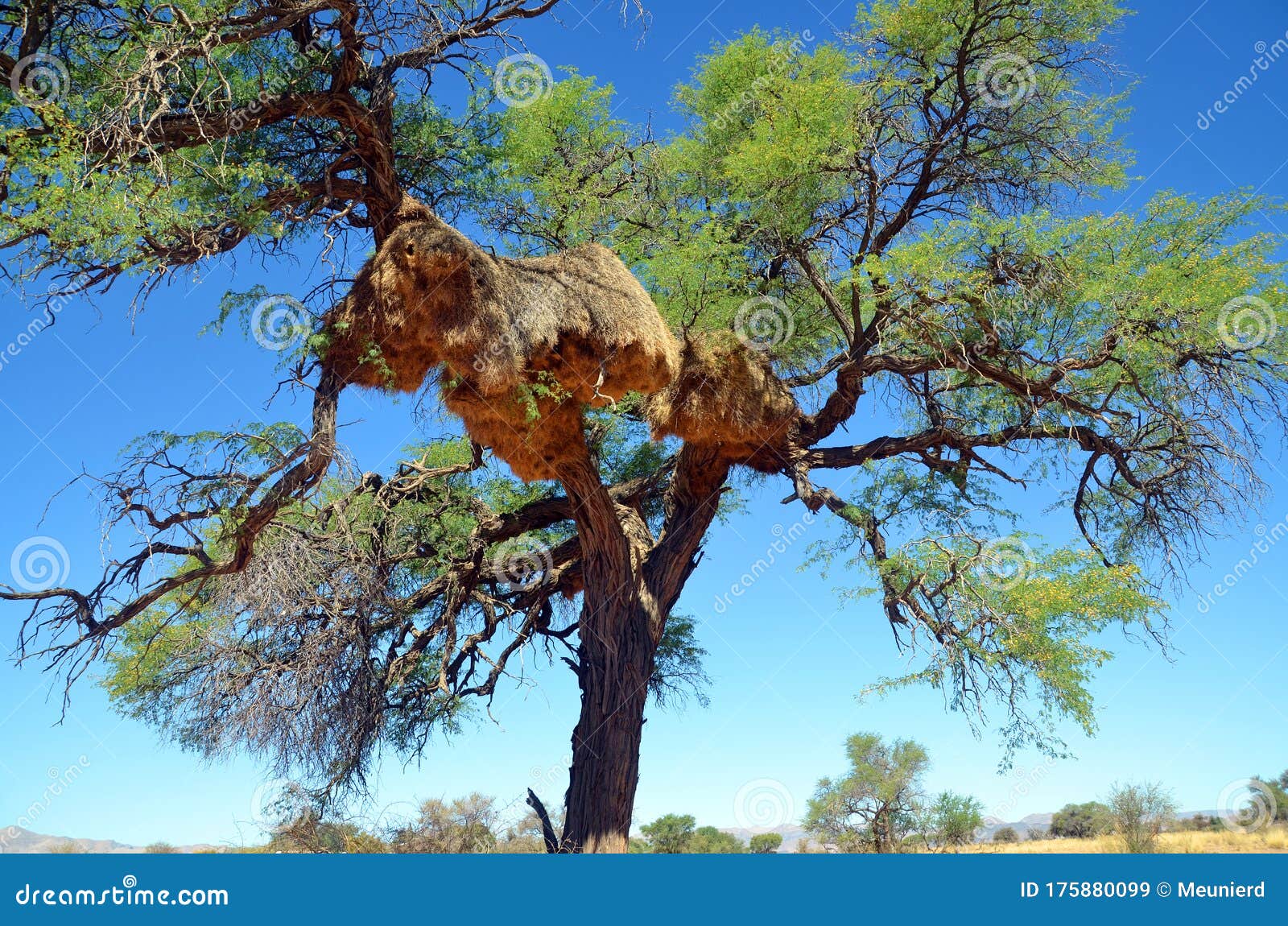 huge nest of the the sociable weaver,