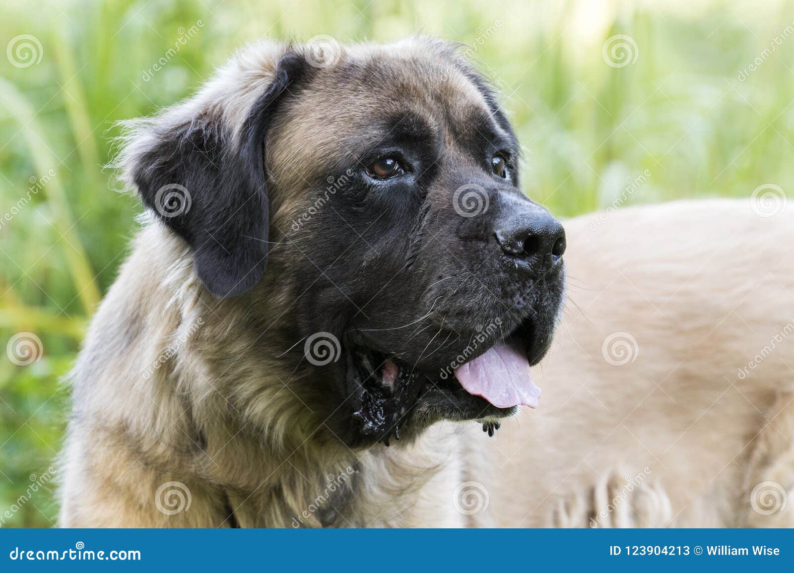 leonberger lab mix