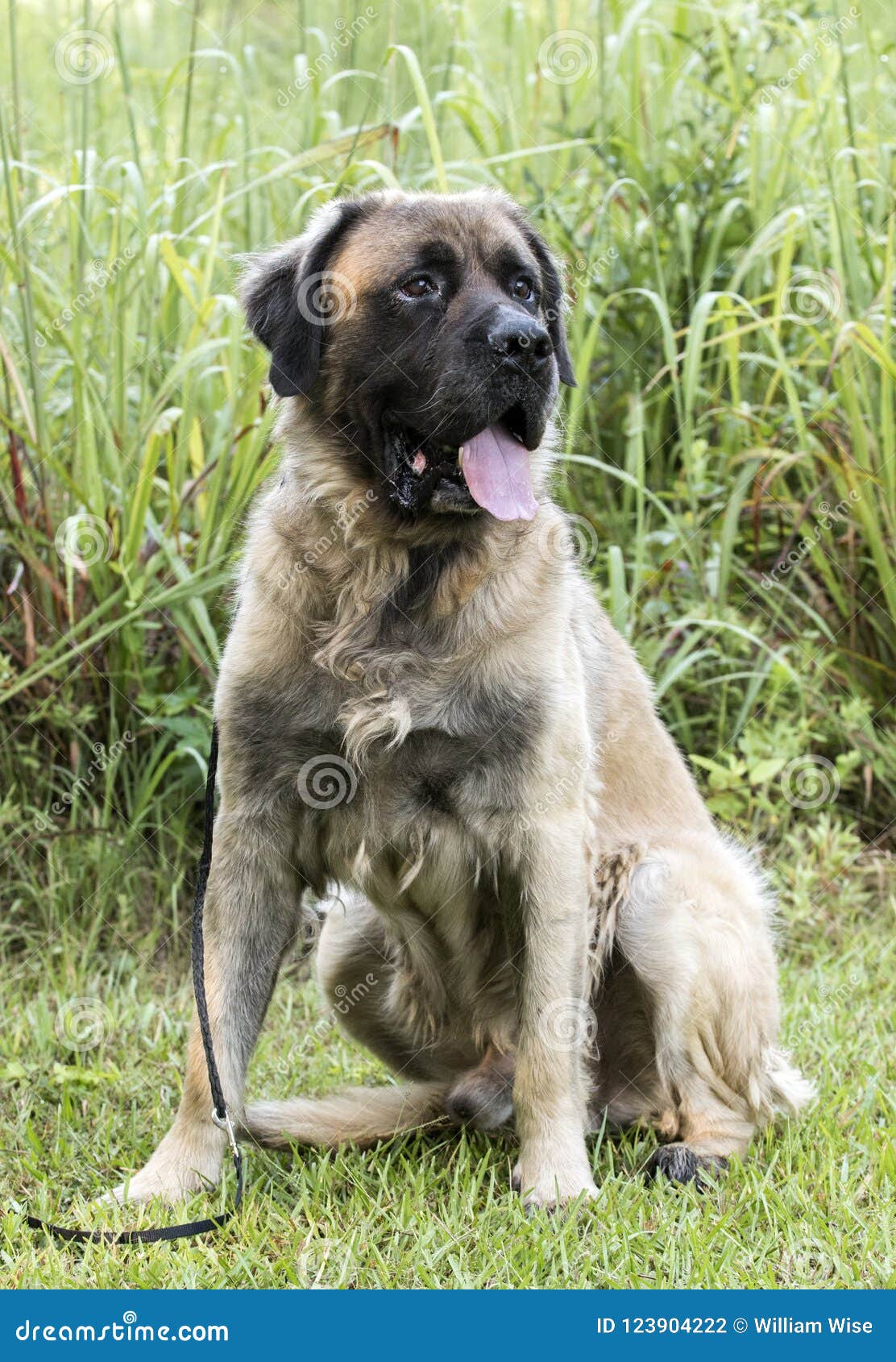 Tåget sjældenhed God følelse Huge Newfoundland Leonberger Mountain Dog Mix Breed Dog Adoption Photograph  Stock Photo - Image of shelter, photograph: 123904222