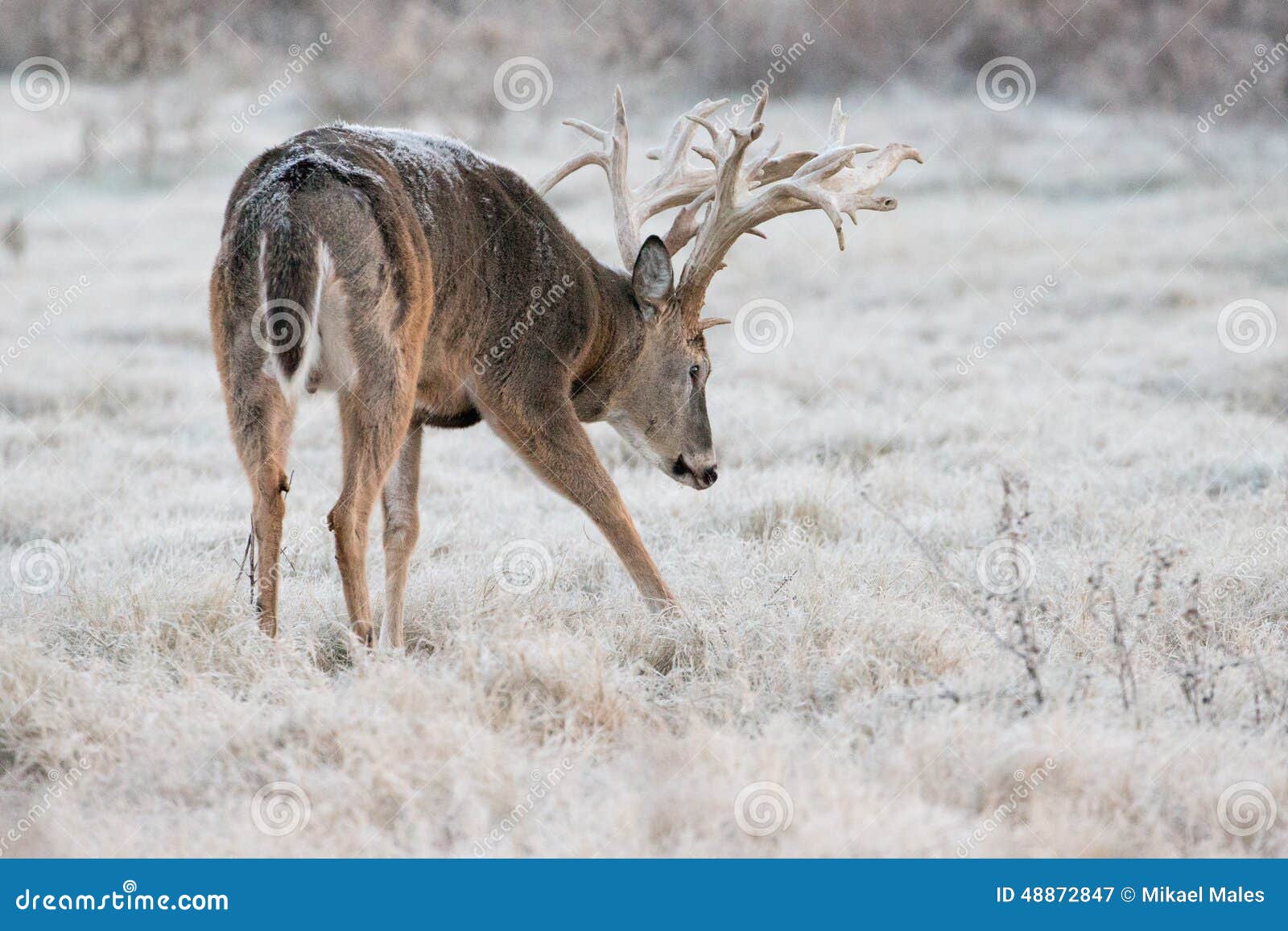 huge non-typical whitetail buck starting to make a scrape