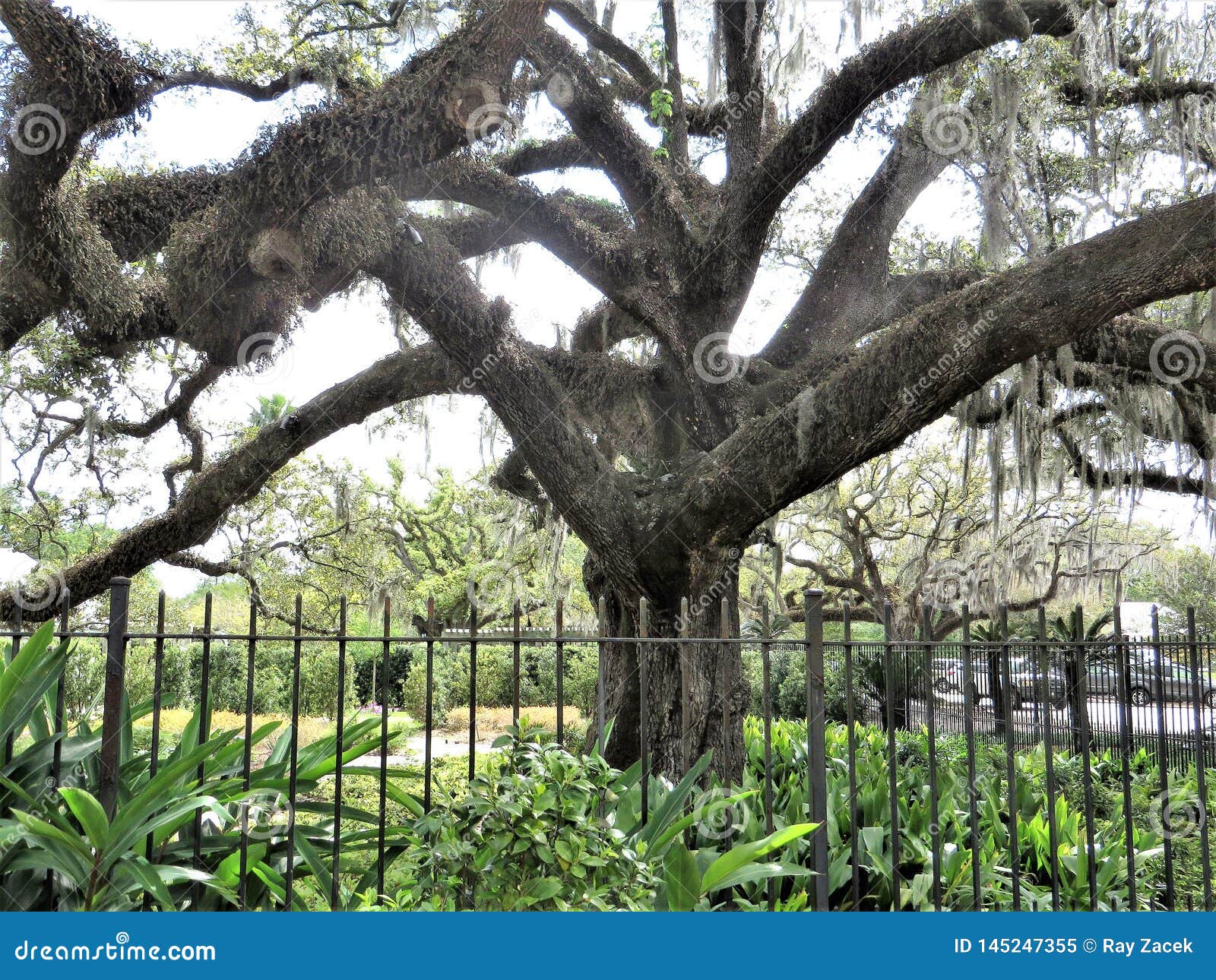 Oak Tree New Orleans Botanical Garden Stock Image Image Of