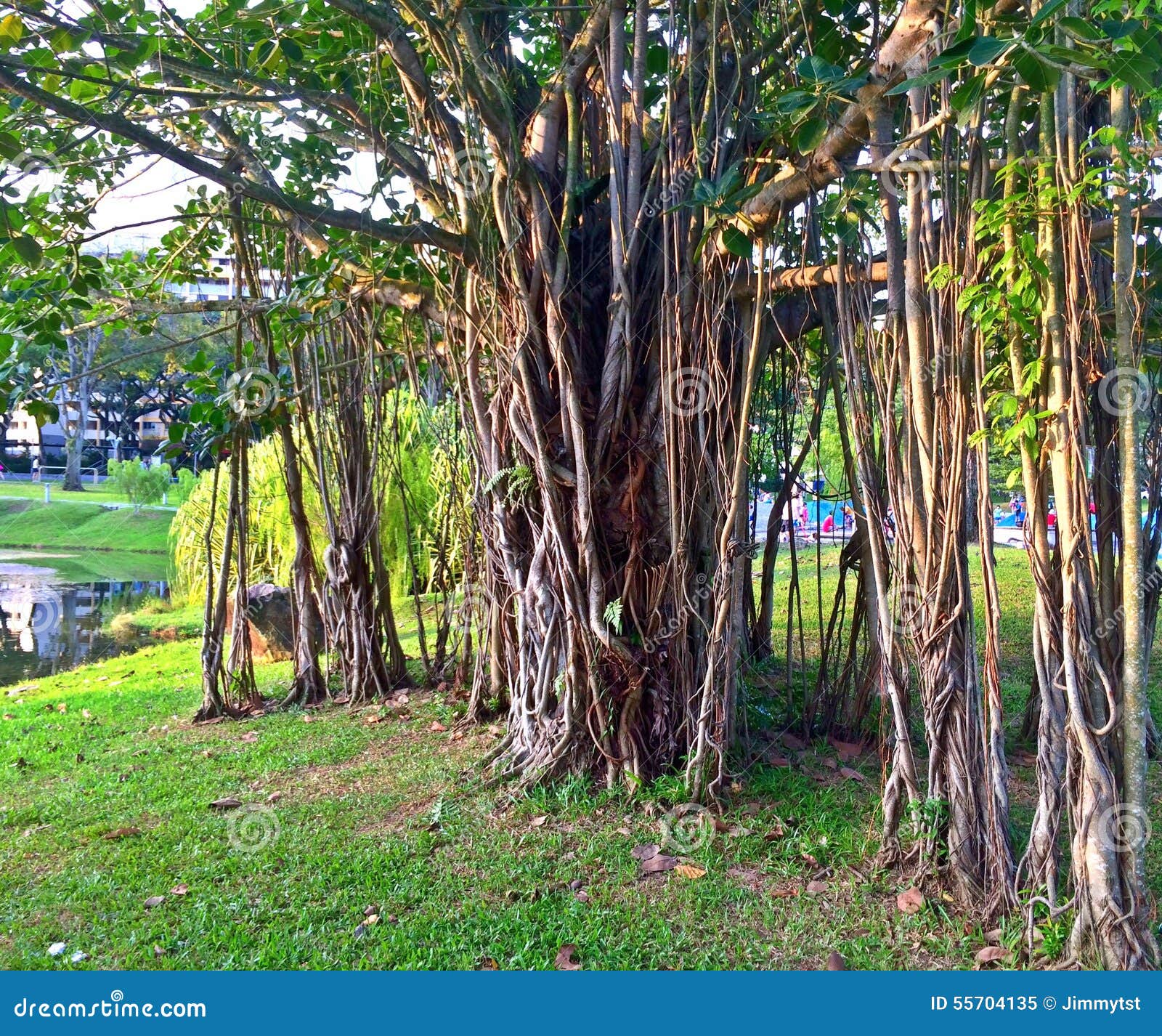 huge old strangler fig tree