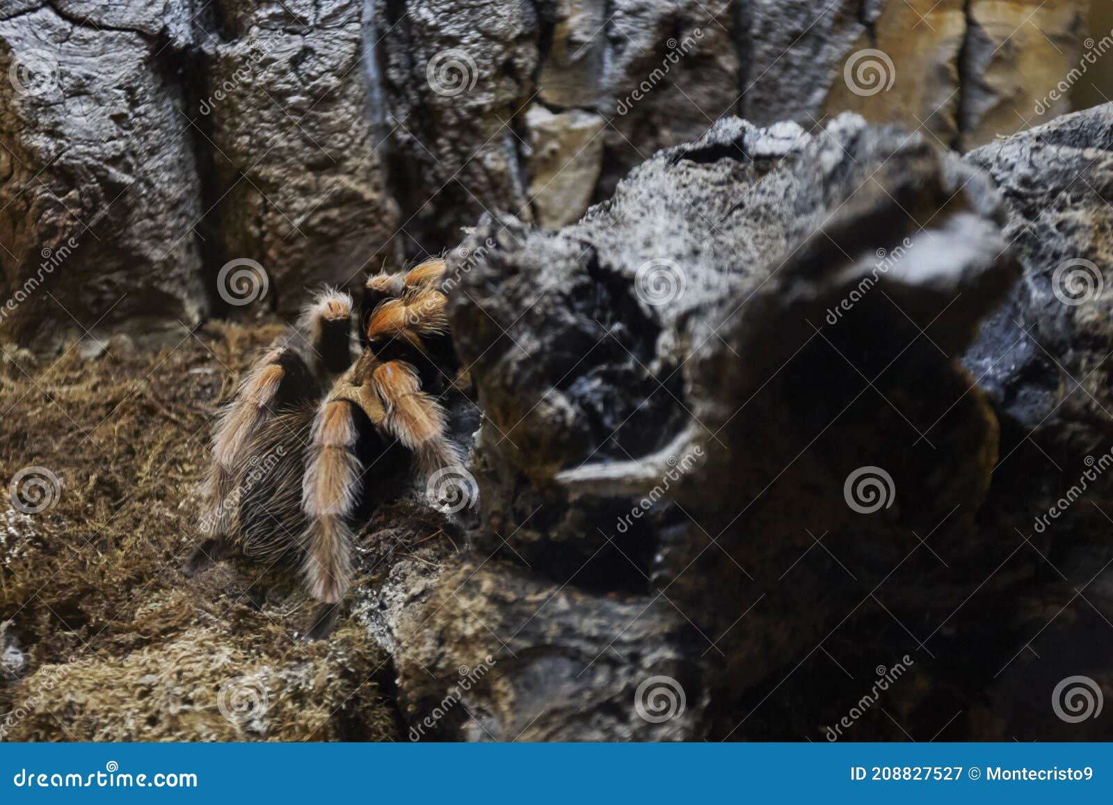 Orange Tarantula. Philippinus. Philippine Tangerine Is A Species Of ...