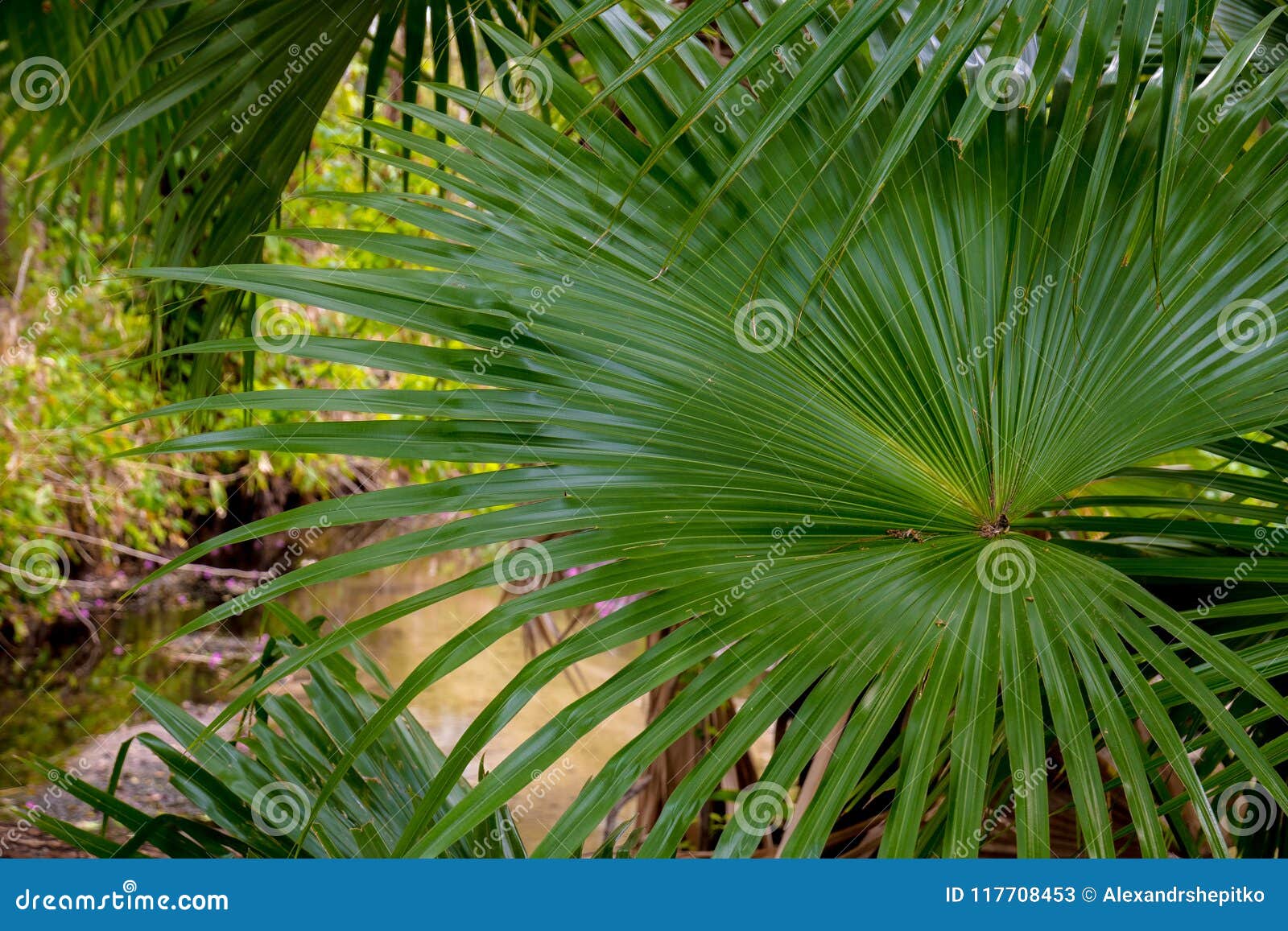 Huge Palm Tree Leaves in a Tropical Park. Stock Image Image of forest