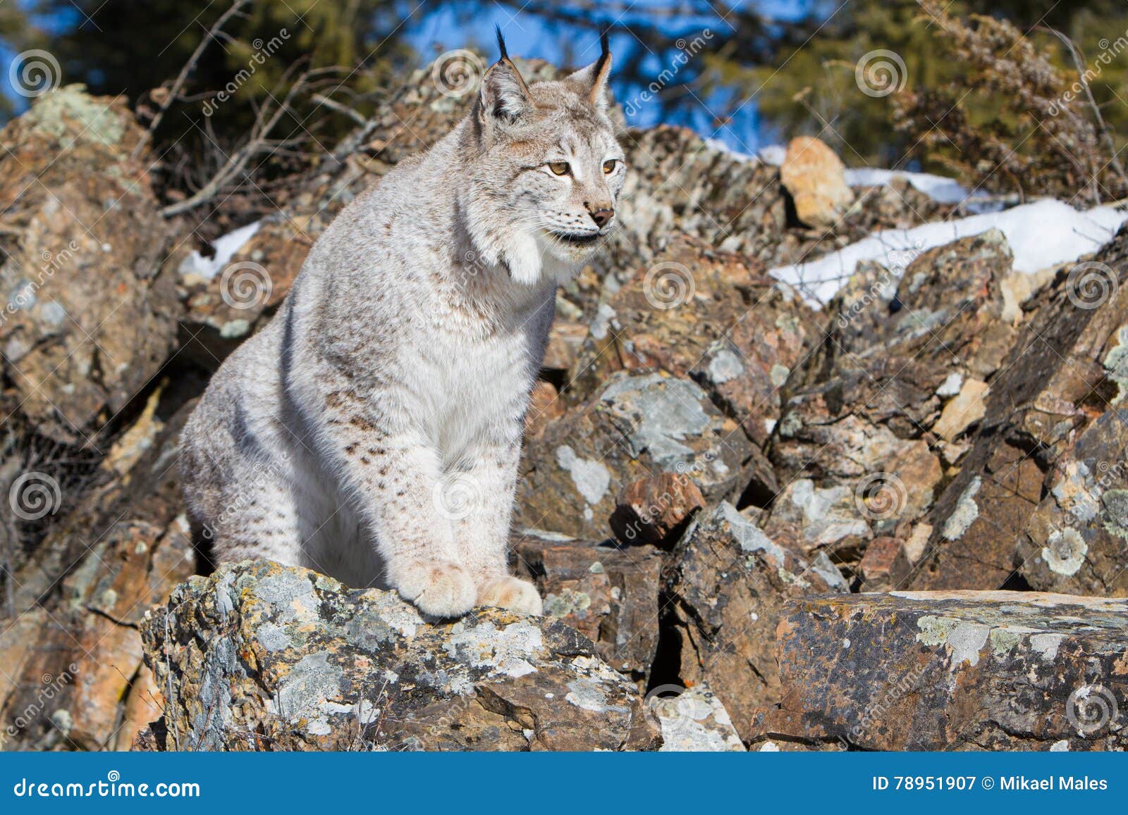 Huge paws on lynx stock image. Image of powerful, mammal 78951907