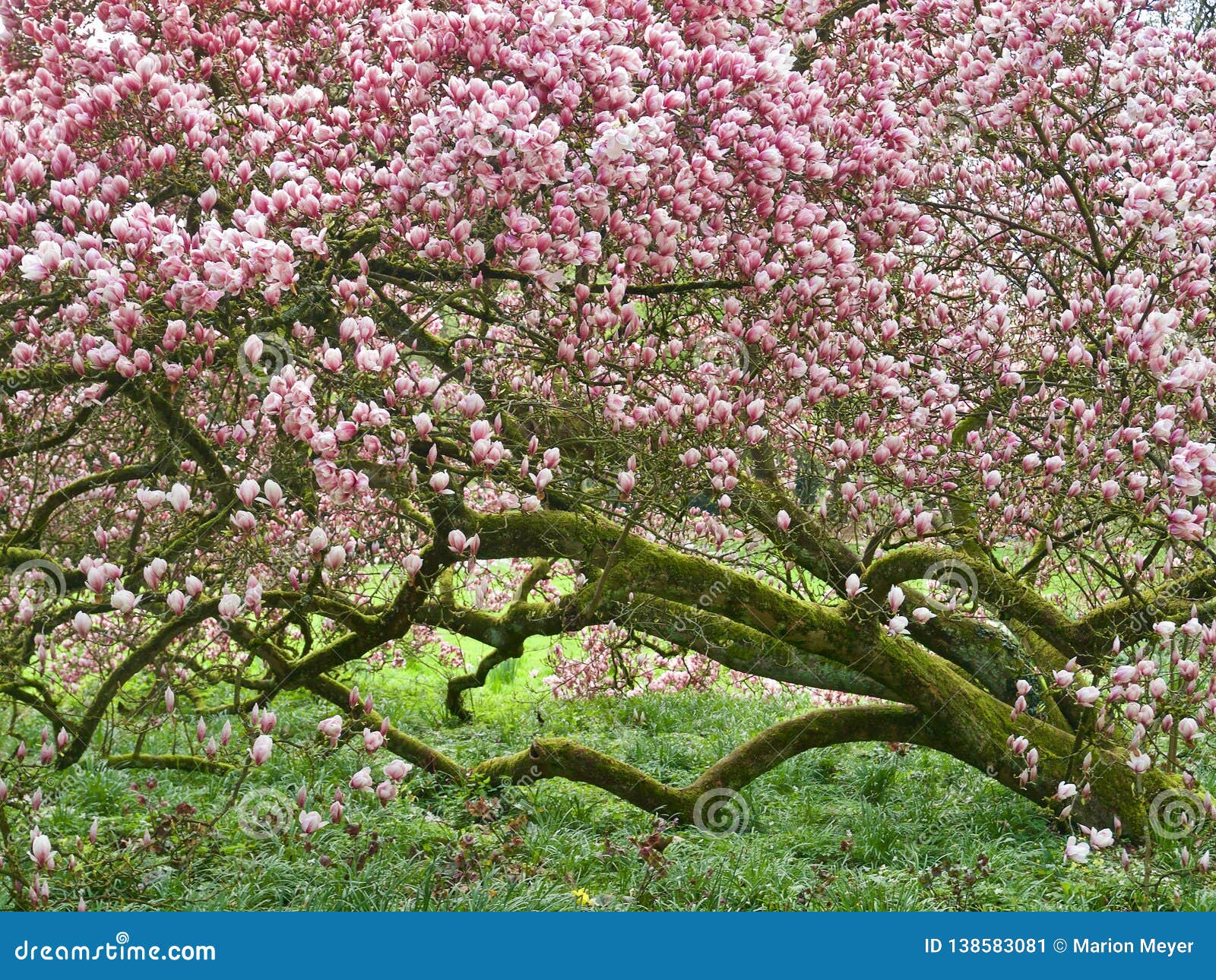 Huge Pink Blooming Magnolia Tree Stock Image Image Of April Bloom 138583081