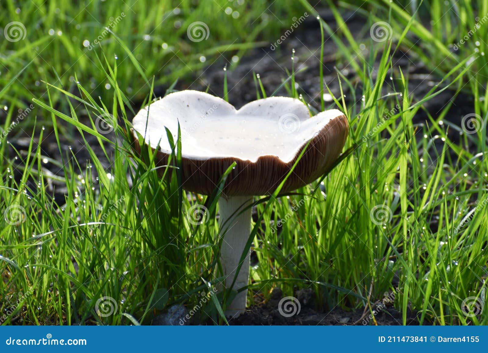 Huge Poisonous Death Cap Mushroom in Northern California Stock Image ...