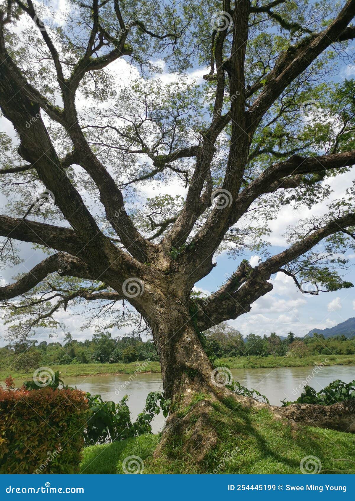 Huge Rainforest Tree Growing by the Riverside. Stock Image Image of