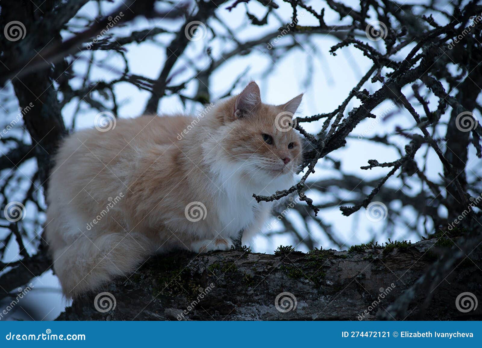 a huge red fat cat on a branch hunts a bird