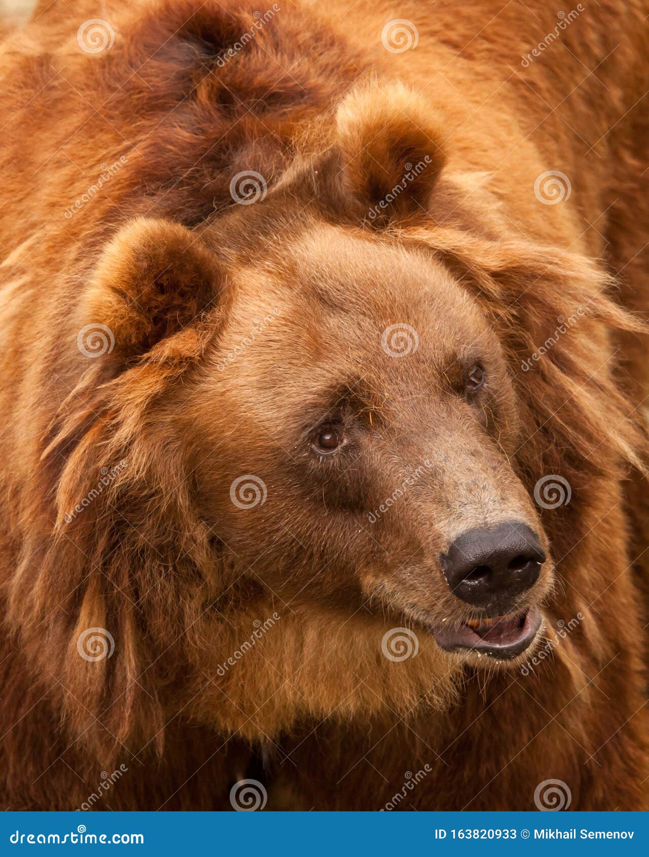 Hairy bear big The Big