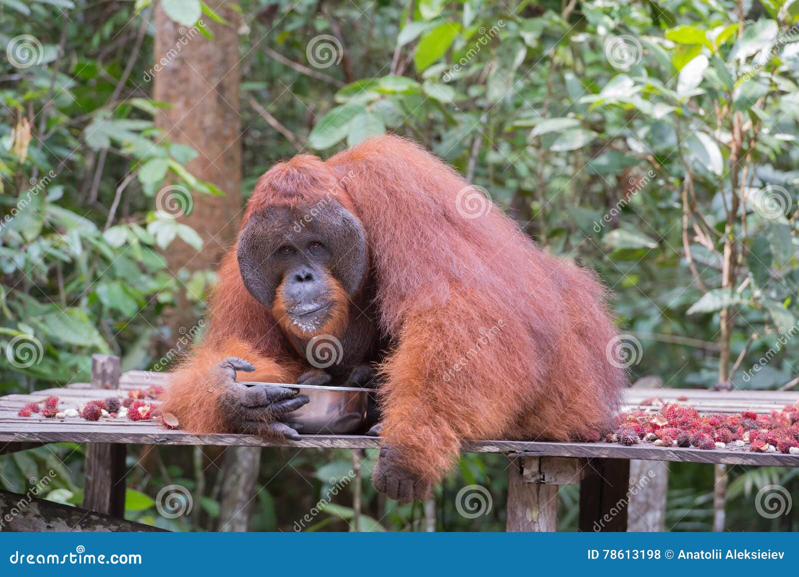 Huge Red Orangutan  Drinking From A Metal Bowl On A 