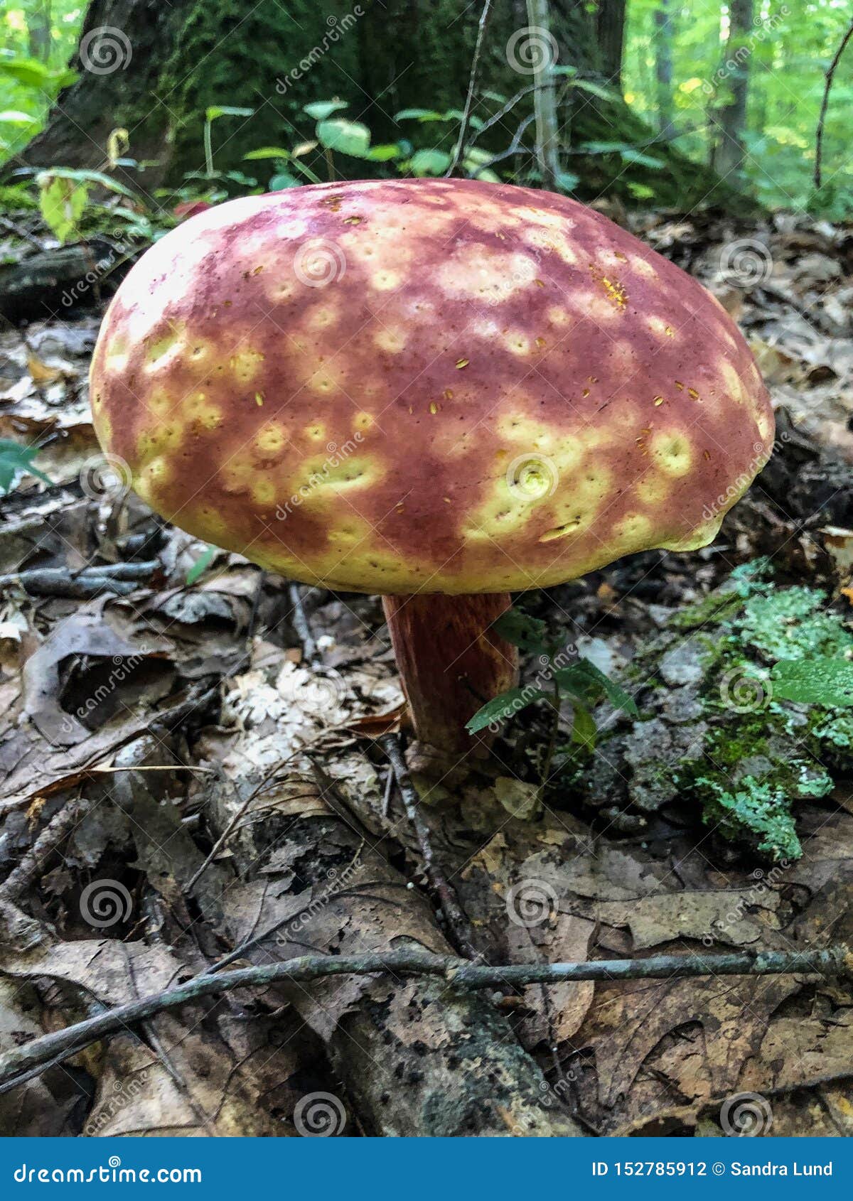 Huge Red And Yellow Mushroom In State Park Forest Stock ...