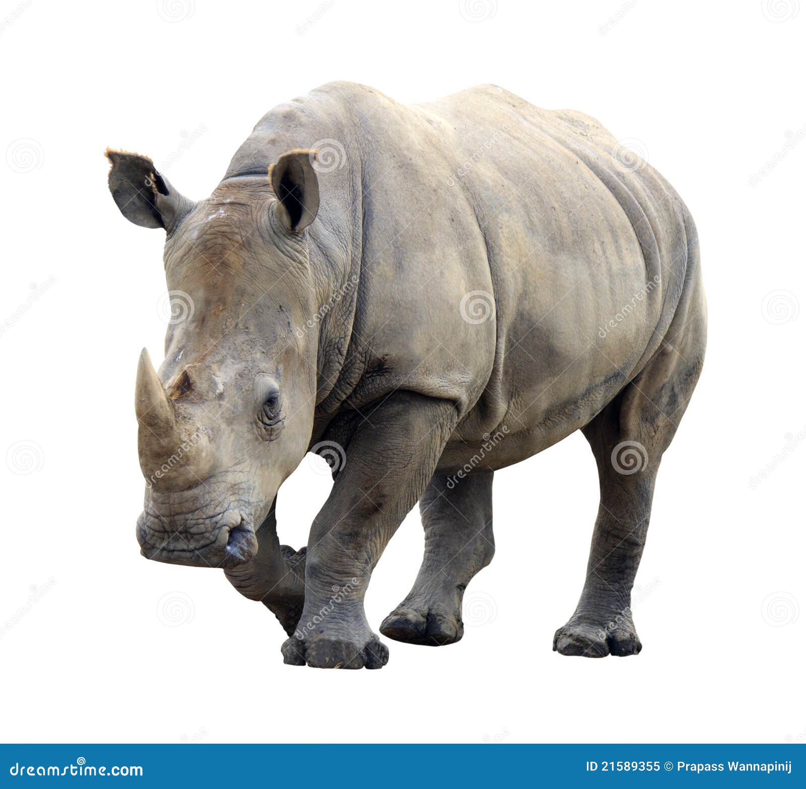 huge rhino 