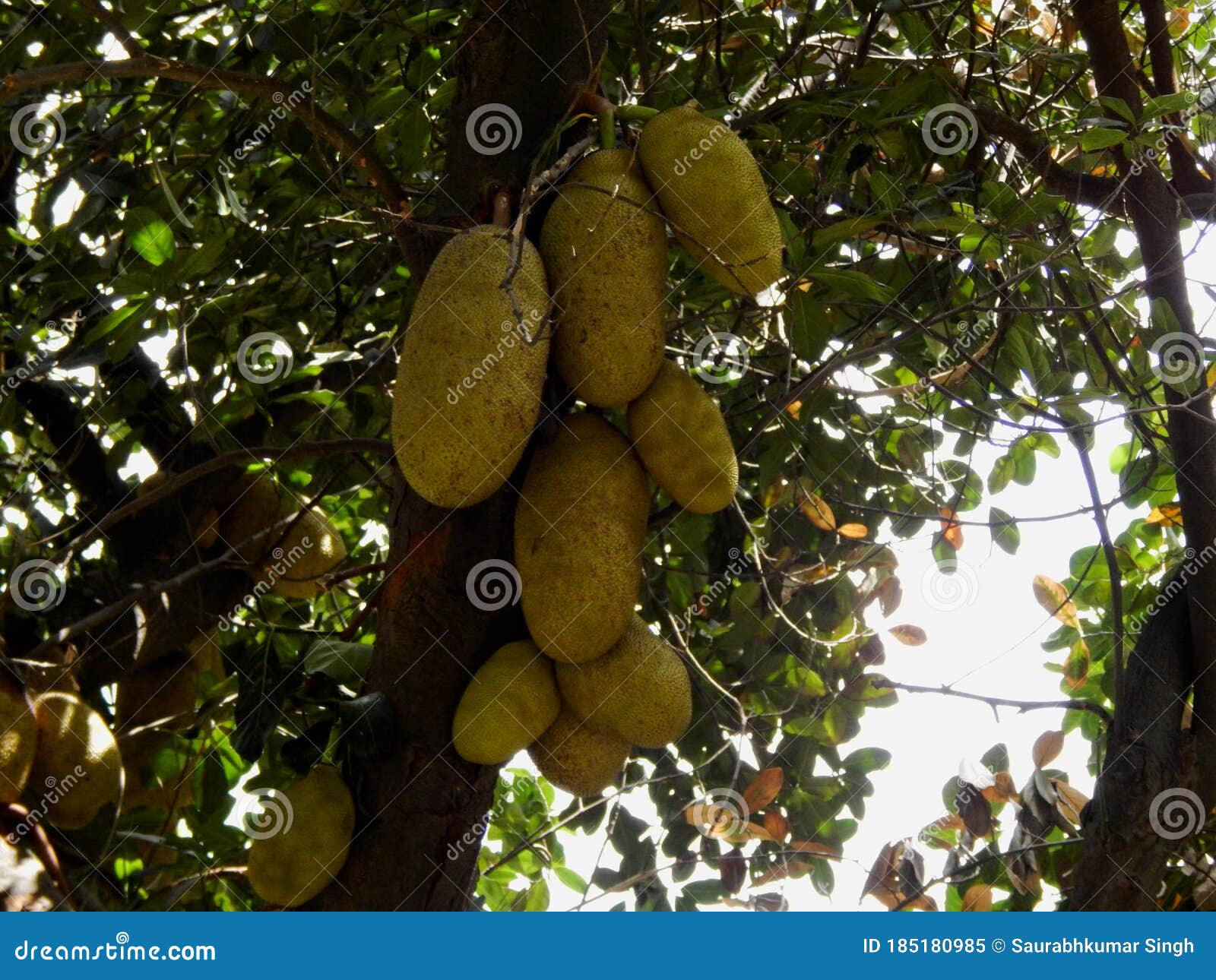 Huge Ripe Jackfruit in a Tree Stock Image Image of huge, food 185180985
